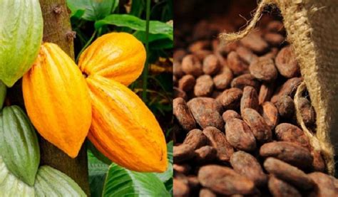 LInitiative Cacao Côte dIvoire Ghana sengage à développer