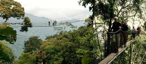 Canopy Walk In Nyungwe Forest National Park Canopy Walk