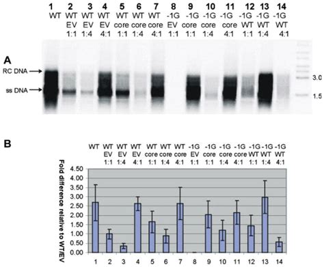 In Vitro Replication Phenotype Of A Novel 1G Hepatitis B Virus