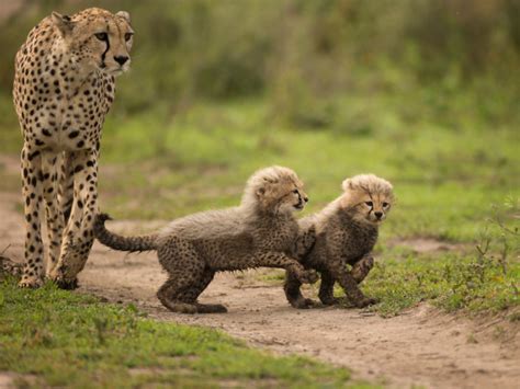 Big Five In Afrika Safaritips Voor De Big 5 In Afrika