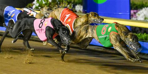 Gca Greyhound Of The Month February Fernando Mick Greyhound Clubs