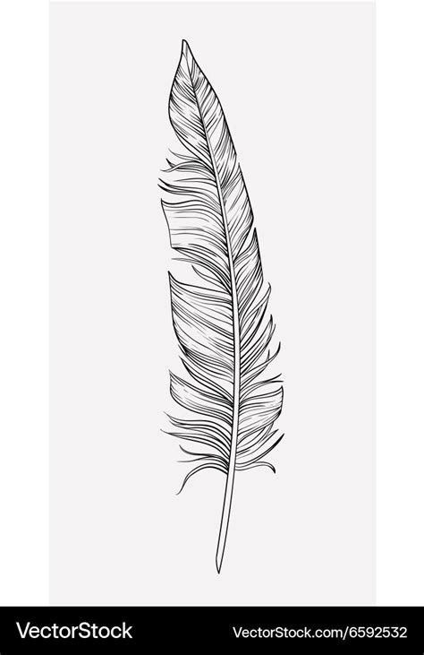 Hand drawn feather Royalty Free Vector Image - VectorStock