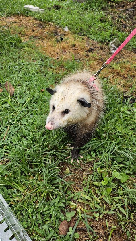 How Are You So Cute 🤯 R Opossums