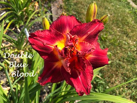 Double Blue Blood Happy Go Daylily