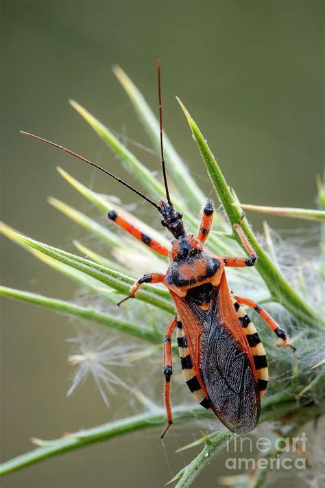 Assassin Bug By Heath Mcdonald Science Photo Library