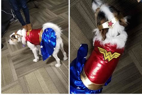 The Best Superhero Dog Costumes for the Superest of Dogs