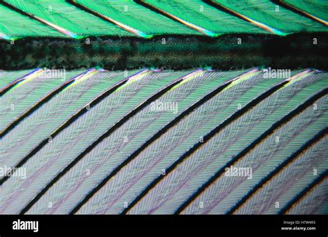 Close up of feather showing interlocking barbules Stock Photo - Alamy