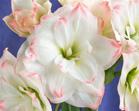 Amaryllis Amadeus Candy Bulbs — Buy Hippeastrums Online At Farmer