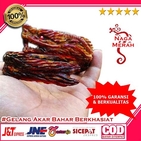 Jual Gelang Akar Bahar Merah Aksesoris Gelang Bahar Merah Ukir Naga