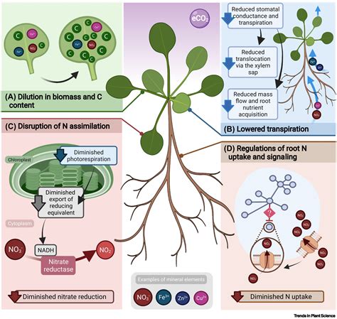 The Decline Of Plant Mineral Nutrition Under Rising Co Physiological