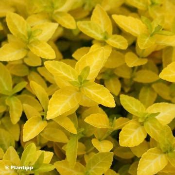 Euonymus Fortunei Goldy Fusain Persistant Compact Feuillage Dor