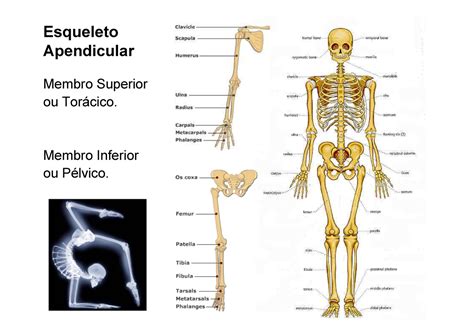 Osteologia E Artrologia Do Membro Superior Esqueleto Apendicular