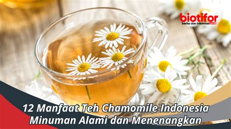 12 Manfaat Teh Chamomile Minuman Alami Dan Menenangkan Biotifor