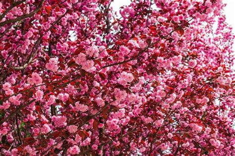 Ramo De árvore Sakura Florescendo Rosa Foto Premium