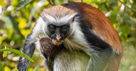 Zanz Bar Excursi N A La Selva De Jozani Y La Granja De Especias Con