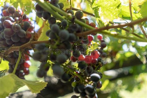 Uvas Vermelhas Que Crescem No Outono Foto De Stock Imagem De