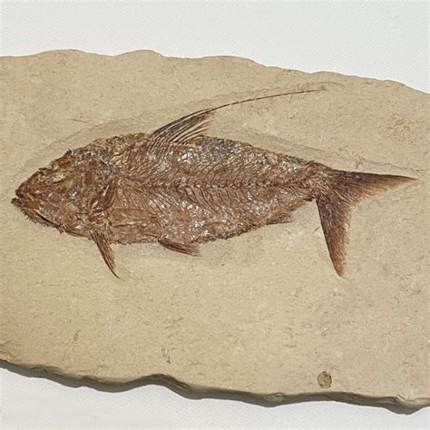 Geoclassics Fossil Fish Nematonotus Longispinus Lebanon