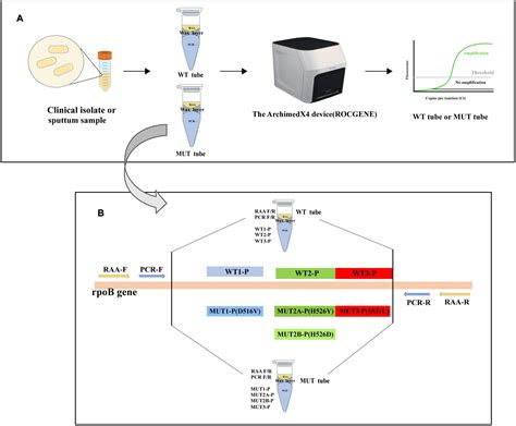 Frontiers Multiplex Lna Probe Based Rap Assay For Rapid And Highly