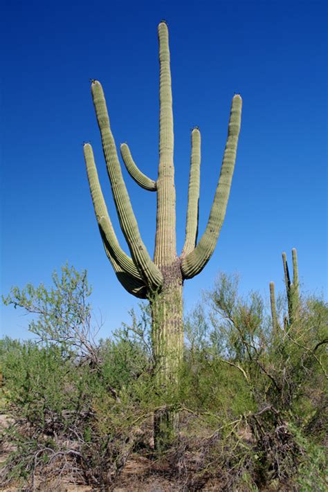 Saguaro National Park Justinsomnia