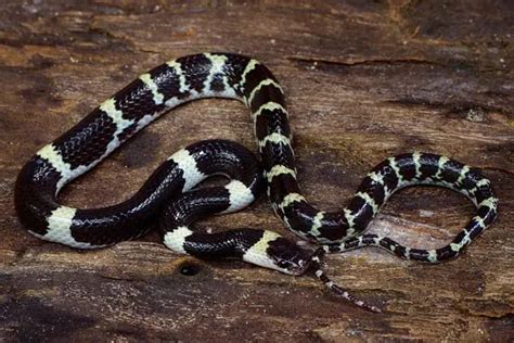 Black And White Snakes: 10 Classic And Elegant Looking Serpents!