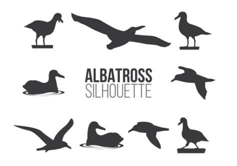 Albatross Vector Art, Icons, and Graphics for Free Download