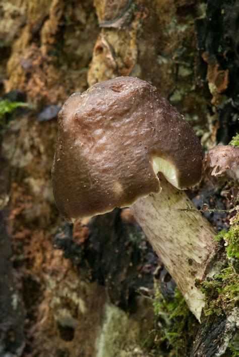 Fungi Pluteus Doncaster Naturalists Society