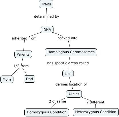 Inheritance Concept Map - How are traits passed to offspring?