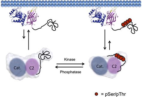 Phosphorylation Mediated Pten Conformational Closure And Deactivation