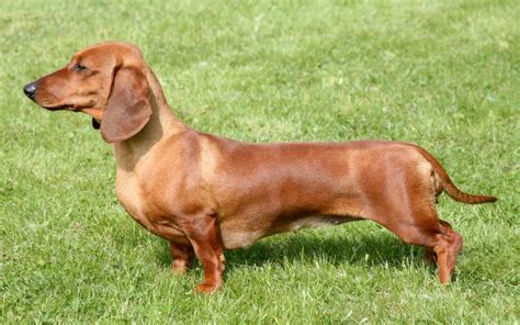 Dachshund Puppies Available From Responsible Breeders RightPaw