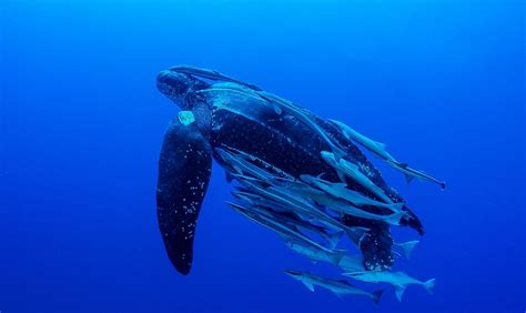 Leatherback Turtle Facts - WorldAtlas