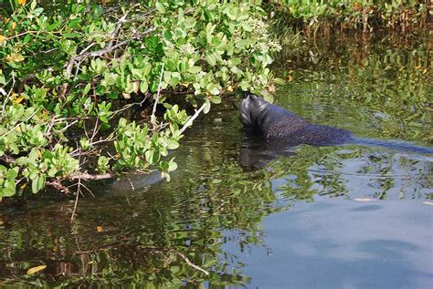 Mosquito Lagoon And Indian River Wildlife Gallery