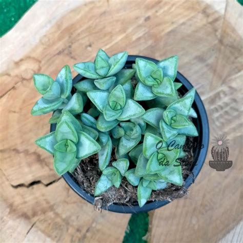 Crassula Rupestris Rosary Vine