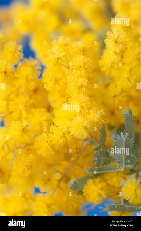 Cootamundra wattle in flower Stock Photo - Alamy