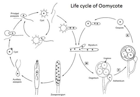 An Overview Of Oomycetes Plantlet