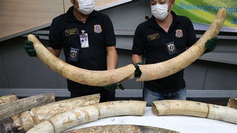 Giant elephant tusks from Africa seized at Bangkok airport | World News | Sky News