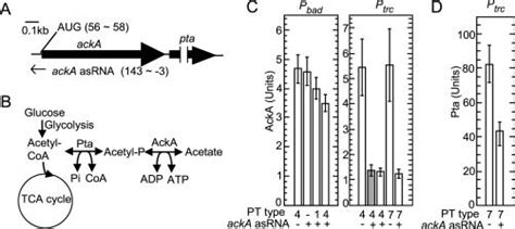 Inhibition Of AckA Pta Expression By AsRNAs A Schematic Maps Of The