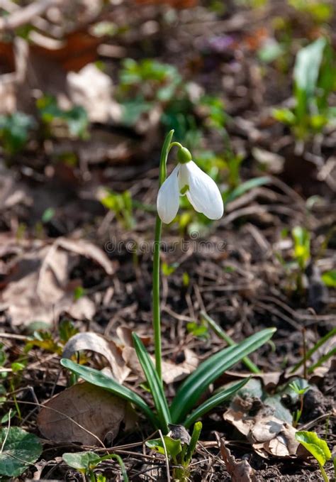 Galanthus Elwesii Elwes S Greater Snowdrop In The Wild Red Book