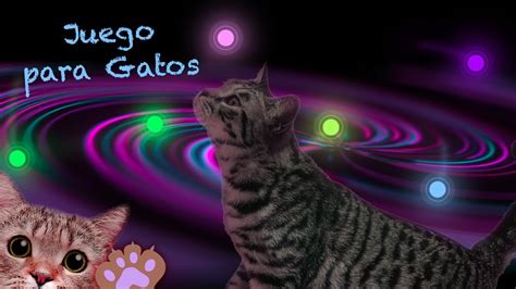 JUEGOS PARA GATOS Atrapar Luces Laser De Diferente Colores En Pantalla