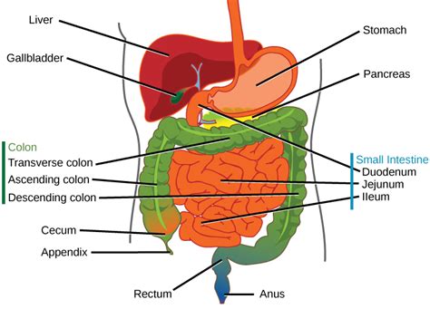 Work Of Large Intestine