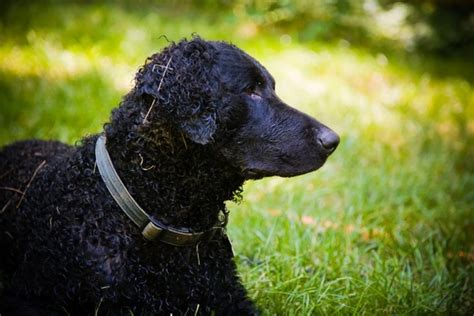 Curly Coated Retriever Dogs Breed Information Temperament Size