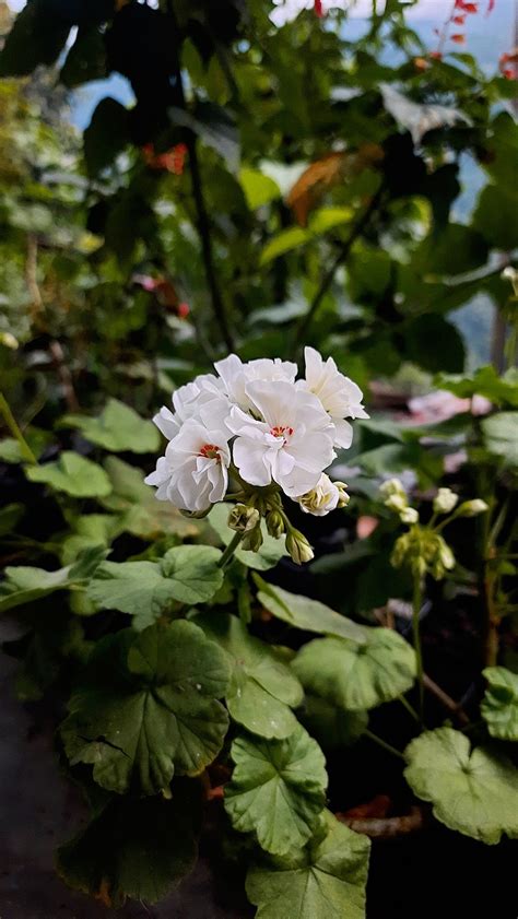 Pelargonium Zonale Flowers Garden Free Photo On Pixabay Pixabay