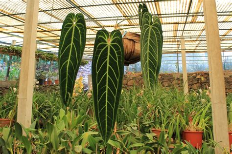 Anthurium Warocqueanum Thursd