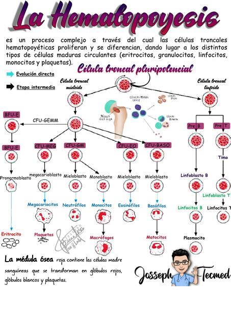 Hematopoyesis Josseph Tec Med UDocz