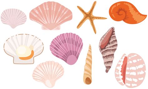 Seashell Vector Svg