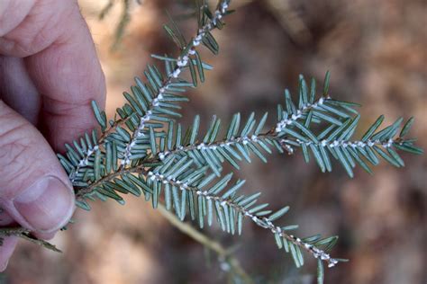 Eastern Hemlock Project | Ancient Forest Explo