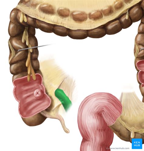 Ileum Krummdarm Anatomie Versorgung And Funktion Kenhub