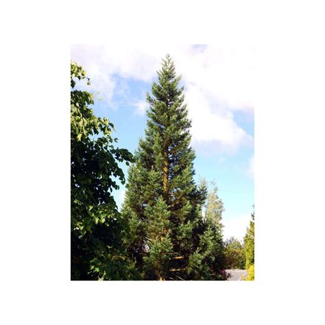 Sequoiadendron Giganteum Glaucum