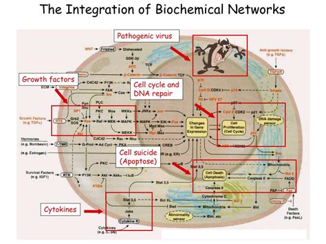 PPT MCB Signal Transduction Lecture 1 PowerPoint Presentation Free