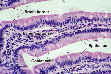 Bio Lecture Histology Of Epithelial And Connective Tissues