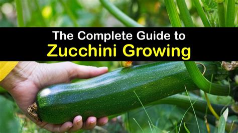 Growing Zucchini Plants Incredible Guide For Planting Zucchini